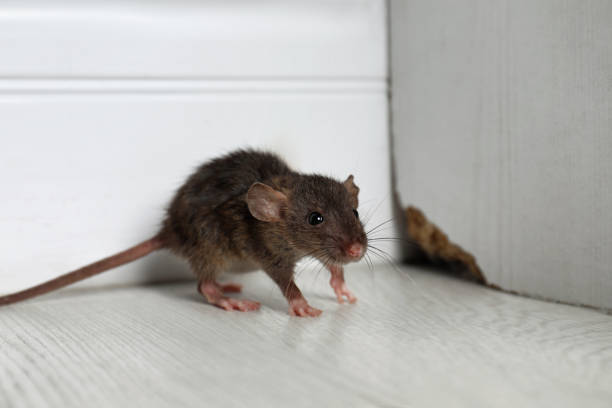 Rodent (Rat) Control